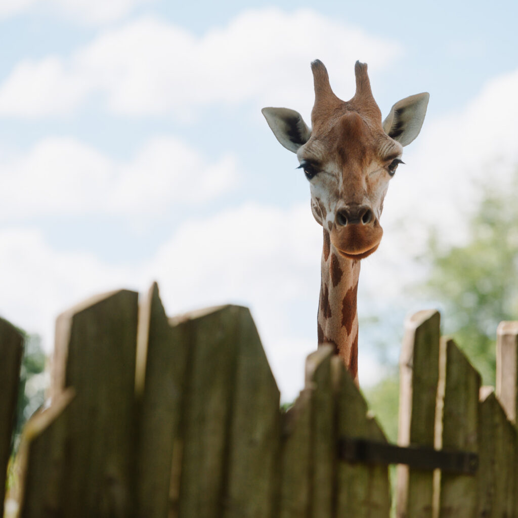 Eine Giraffe im Zoo Magdeburg