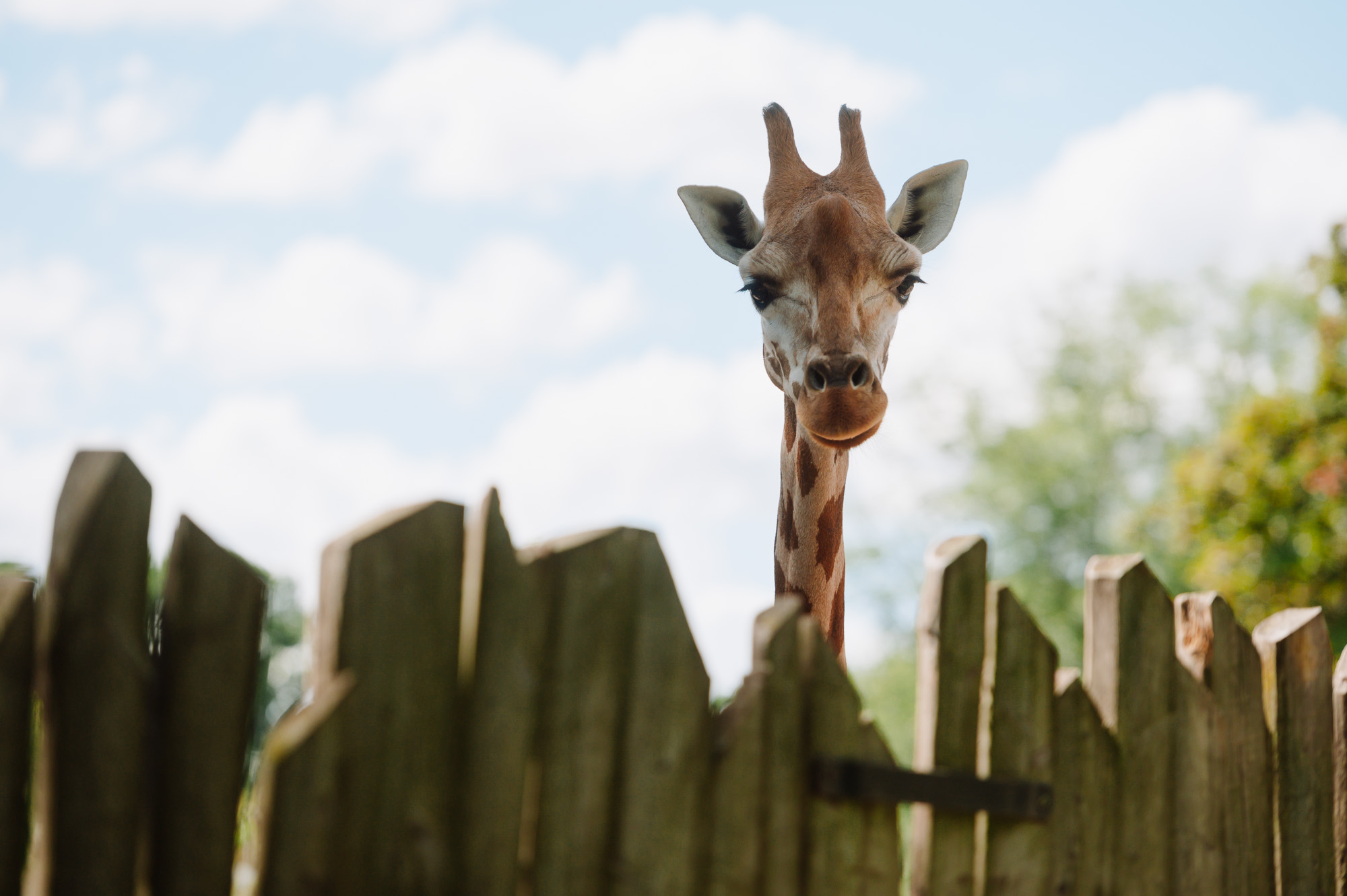 Eine Giraffe im Zoo Magdeburg